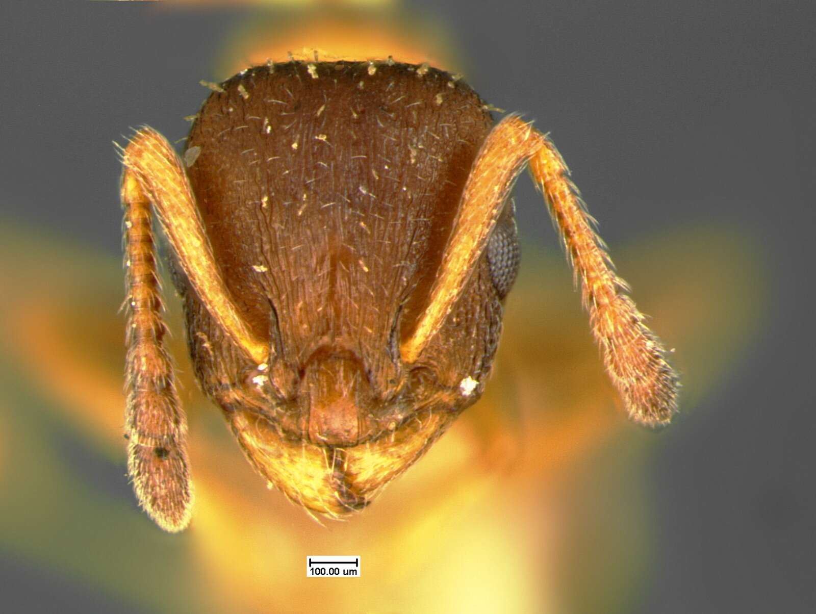 Image of Leptothorax