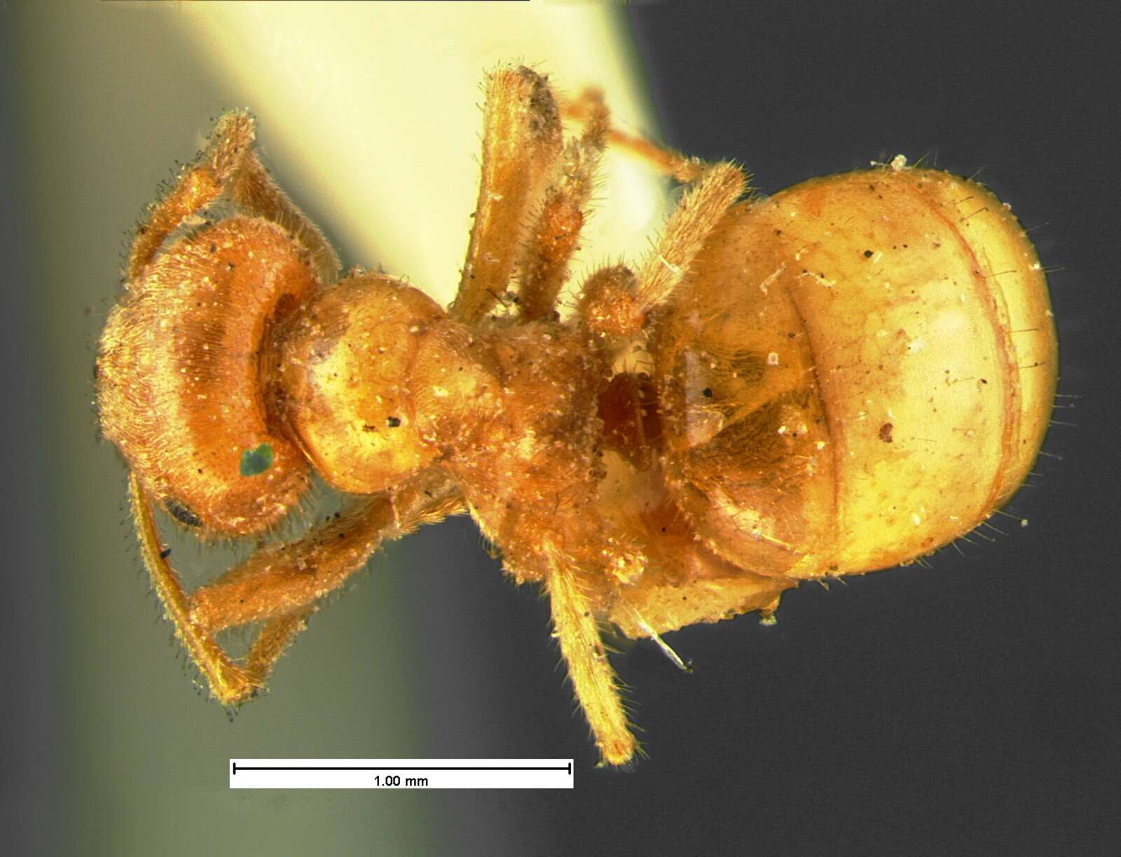 Image of Lasius speculiventris Emery 1893