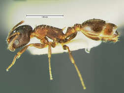 Image of <i>Temnothorax gallae</i>