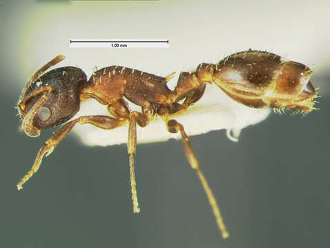Image of <i>Temnothorax gallae</i>