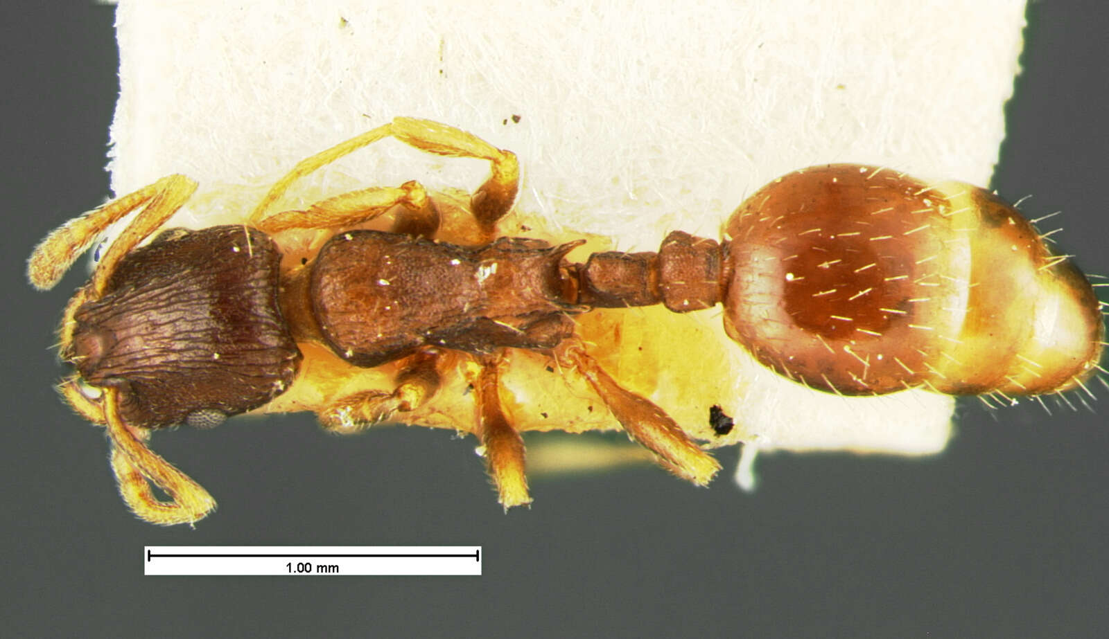 Image of Leptothorax crassipilis Wheeler 1917