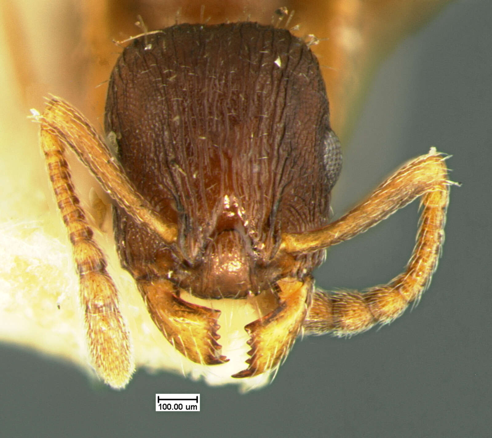 Image of Leptothorax crassipilis Wheeler 1917