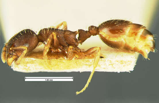 Image of Leptothorax crassipilis Wheeler 1917