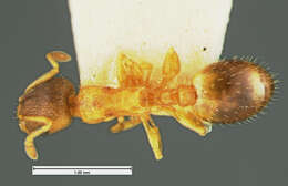 Image of Temnothorax rugatulus