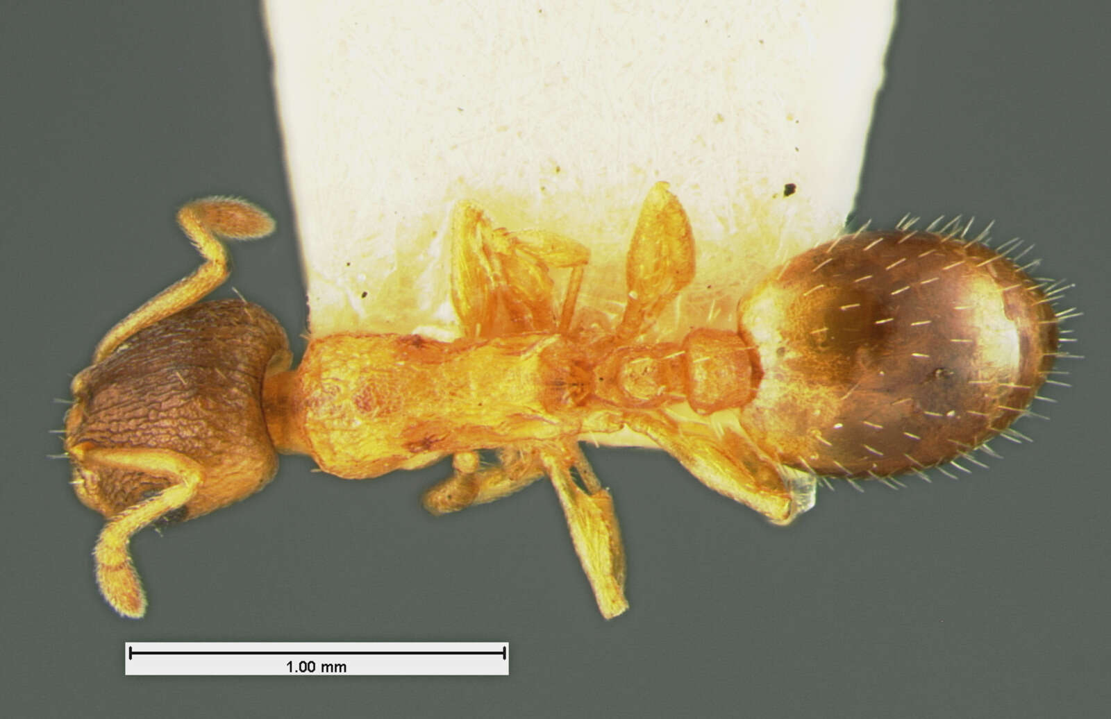 Image of Temnothorax rugatulus