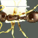 Image of <i>Temnothorax tuscaloosae</i>