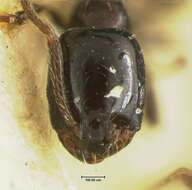 Image of Monomorium compressum Wheeler 1914