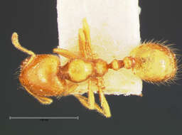 Image of Trichomyrmex destructor