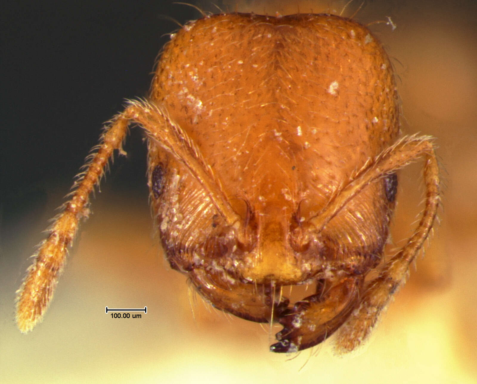 Image of Trichomyrmex destructor