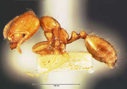 Image of Trichomyrmex destructor