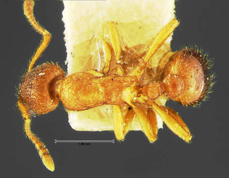 Imagem de Myrmica wheeleri Weber 1939