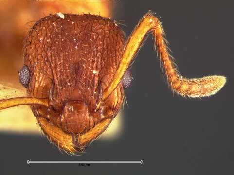 Imagem de Myrmica wheeleri Weber 1939