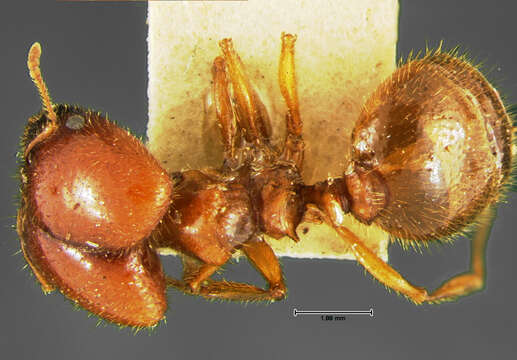 Image of Pheidole militicida Wheeler 1915