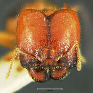 Image of Pheidole militicida Wheeler 1915