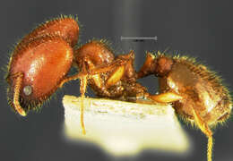 Pheidole militicida Wheeler 1915 resmi