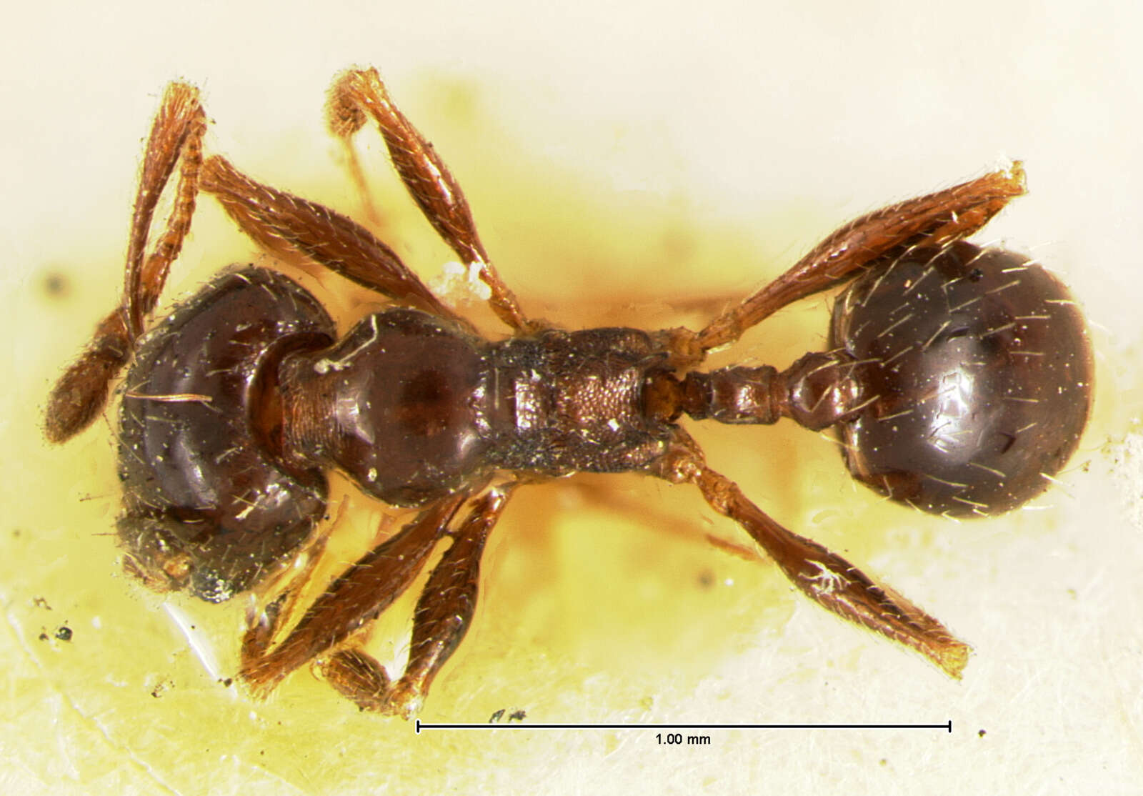 Image of Pheidole ceres Wheeler 1904