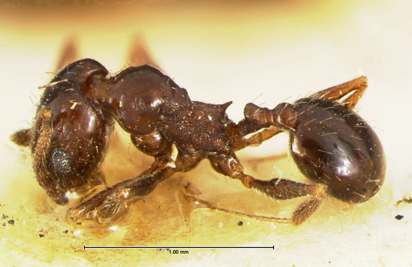 Image of Pheidole ceres Wheeler 1904