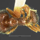 Image de Pheidole tepicana Pergande 1896