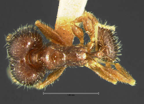 Image de Pheidole tepicana Pergande 1896