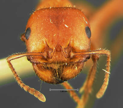 Image of Harvester Ants