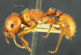 Image of Harvester Ants