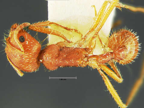 Image of Pogonomyrmex comanche Wheeler 1902