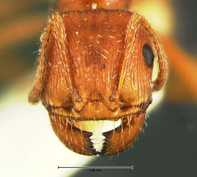 Image of Pogonomyrmex comanche Wheeler 1902