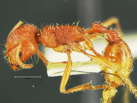 Image of Pogonomyrmex comanche Wheeler 1902