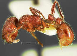 Image of Pogonomyrmex huachucanus Wheeler 1914