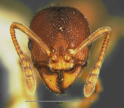 Image of Stenamma foveolocephalum