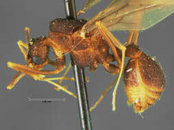 Image of Trachymyrmex