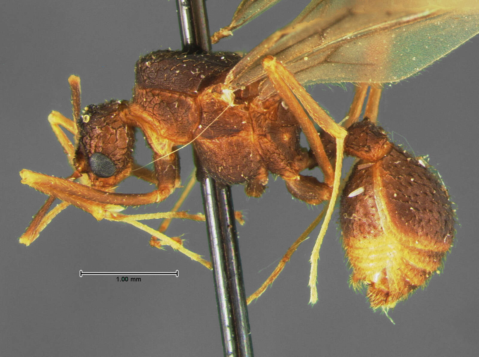 Plancia ëd Trachymyrmex