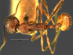 Image of Aphaenogaster fulva Roger 1863