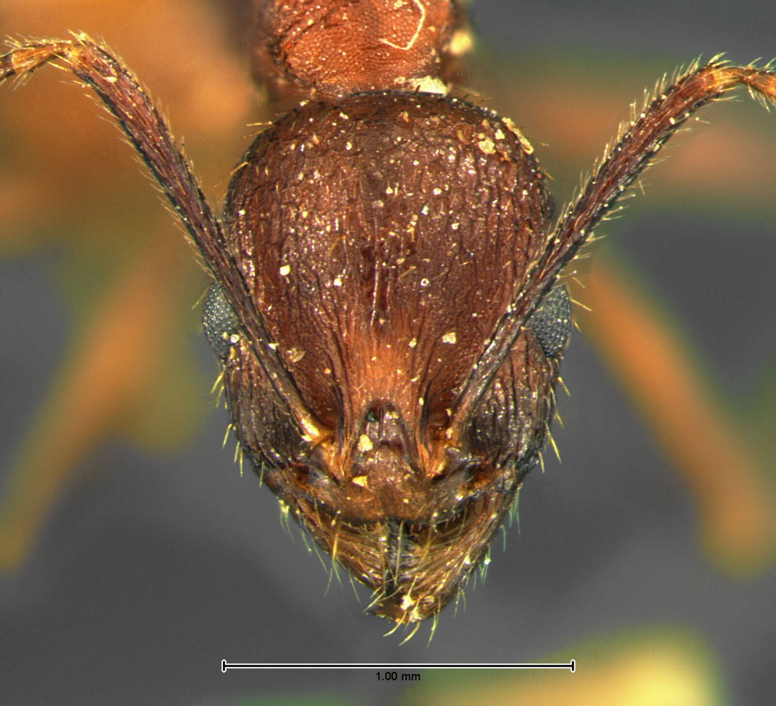 Image de Aphaenogaster fulva Roger 1863