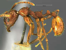 Image de Aphaenogaster fulva Roger 1863