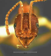 Image of Aphaenogaster rudis