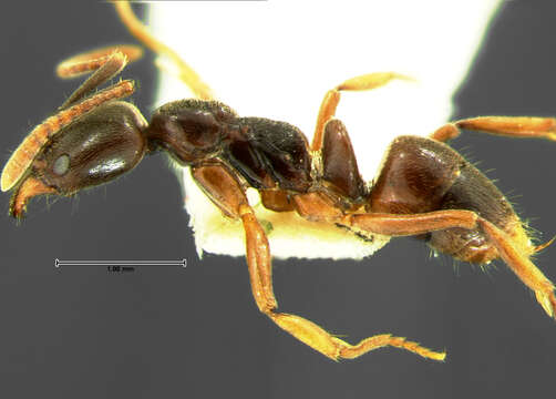 Image of Brachyponera chinensis