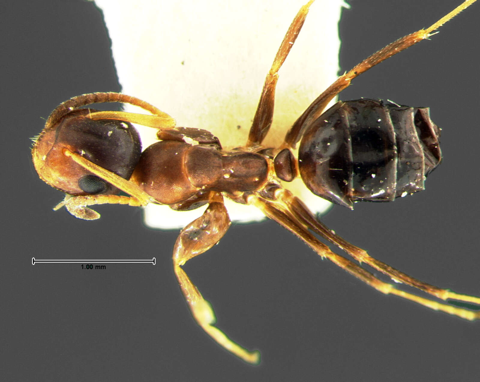 Image of Colobopsis mississippiensis
