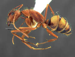 Image de Camponotus socius Roger 1863