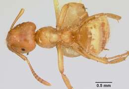 Image of Lasius pogonogynus