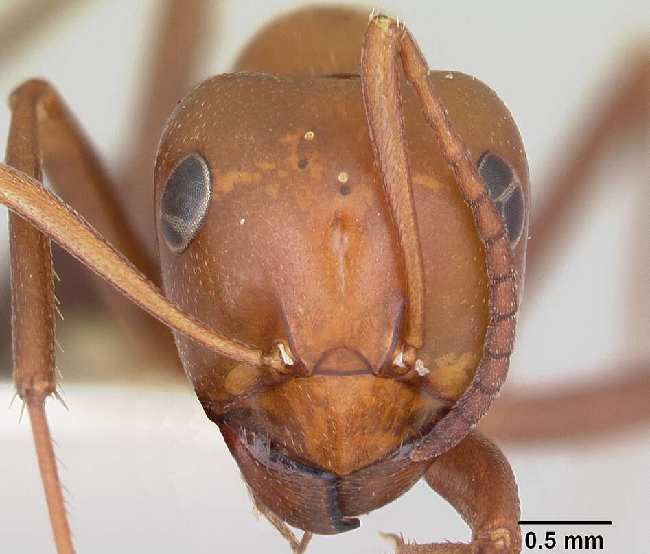 Image of Formica calviceps Cole 1954