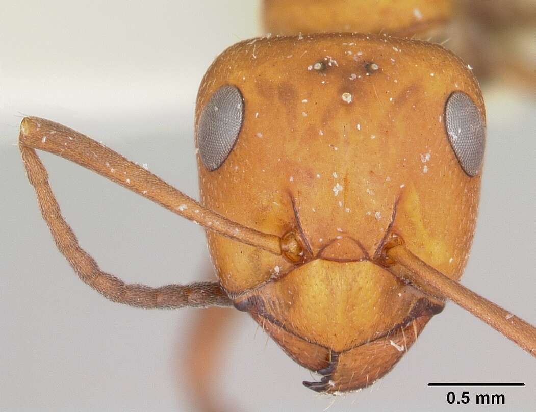 Imagem de Formica laeviceps Creighton 1940