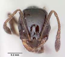 Image of Monomorium