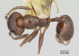 Image of Pheidole ceres Wheeler 1904