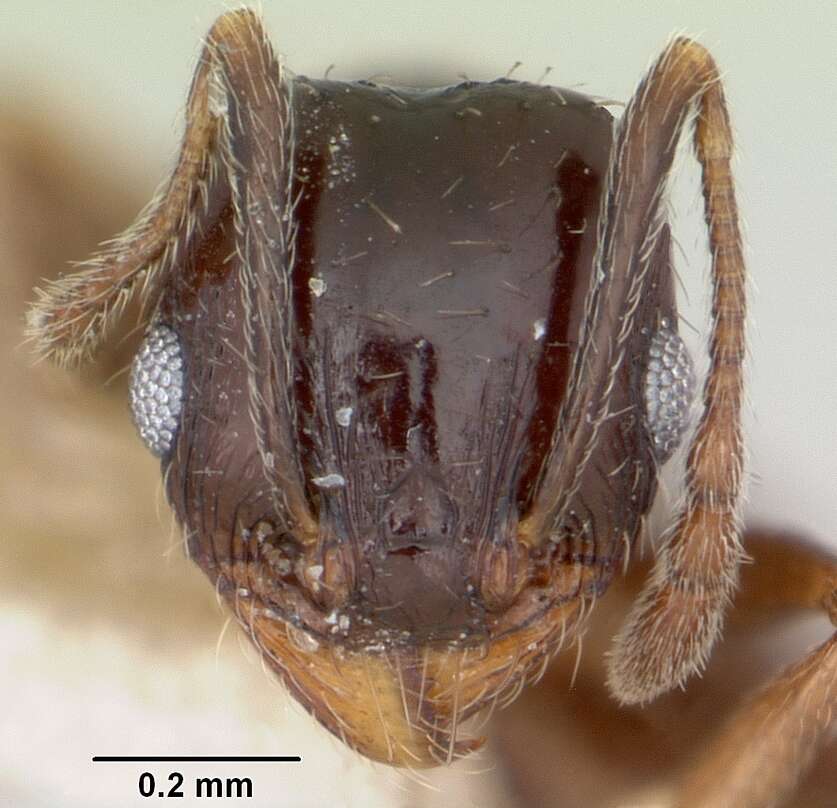 Image of Pheidole ceres Wheeler 1904