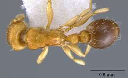 Image of Ant