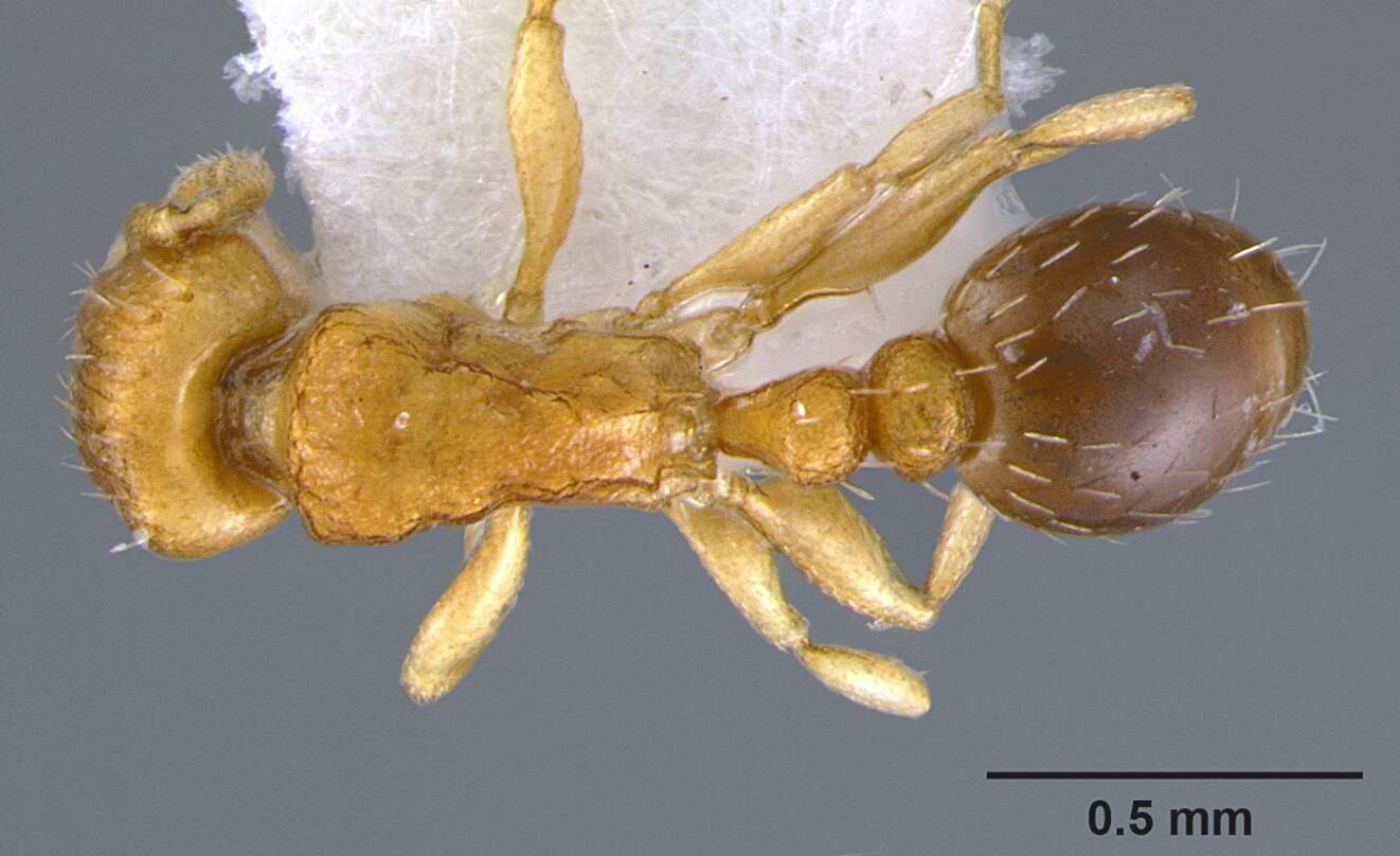 Image of Ant