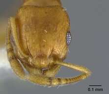 Image of Ant