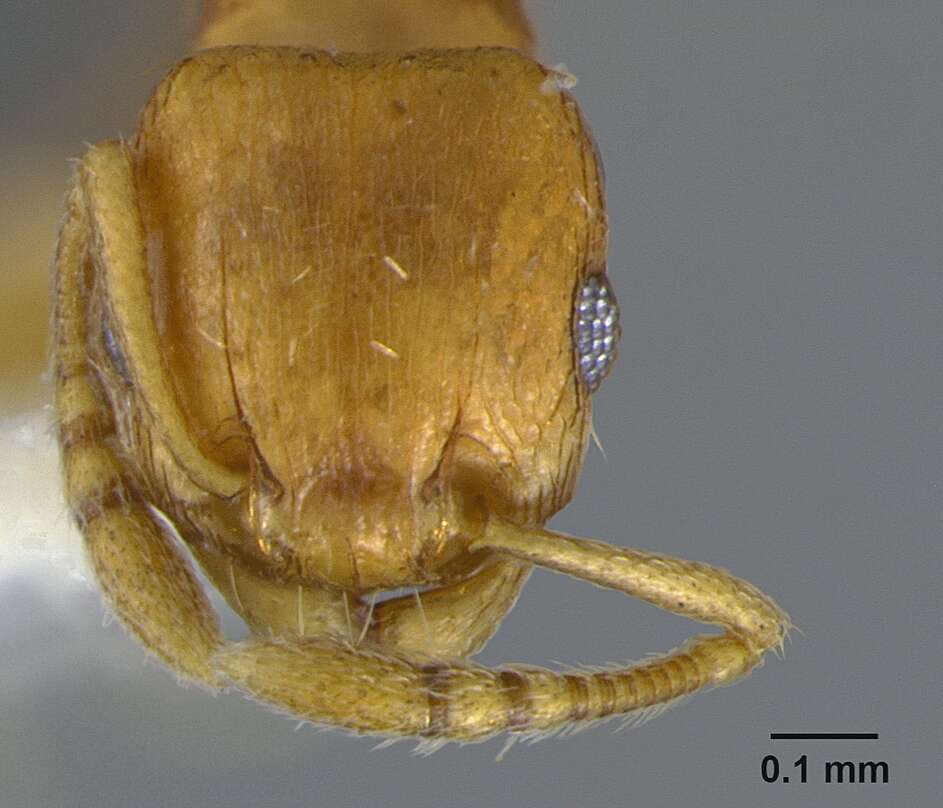 Image of Ant