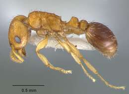 Image of Ant